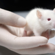 Illustration for article titled How do we mourn the animals used in scientific research?